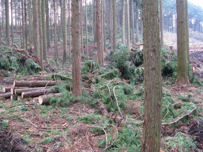 補助制度を利用した山林活用の実践　その４